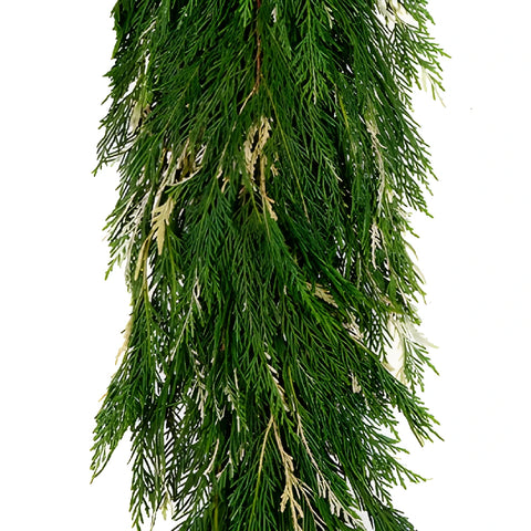 Variegated Leyland Cedar Garland