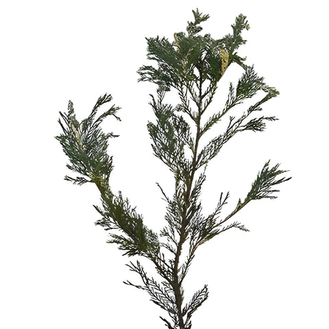 Variegated Leyland Cedar Winter Greenery