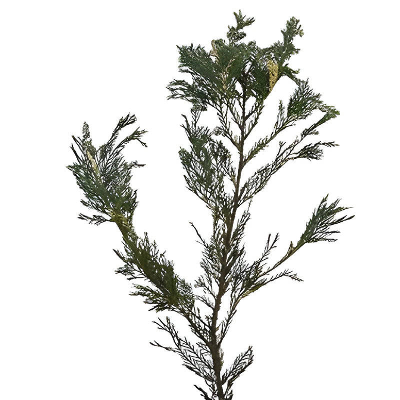 Variegated Leyland Cedar Winter Greenery