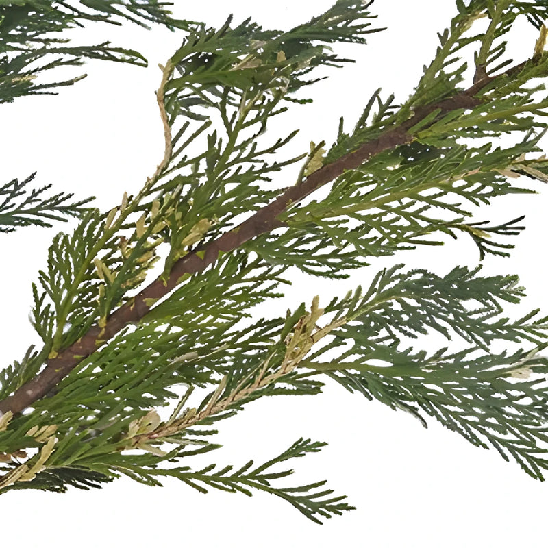 Variegated Leyland Cedar Winter Greenery