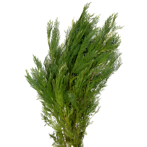 Variegated Leyland Cedar Winter Greenery