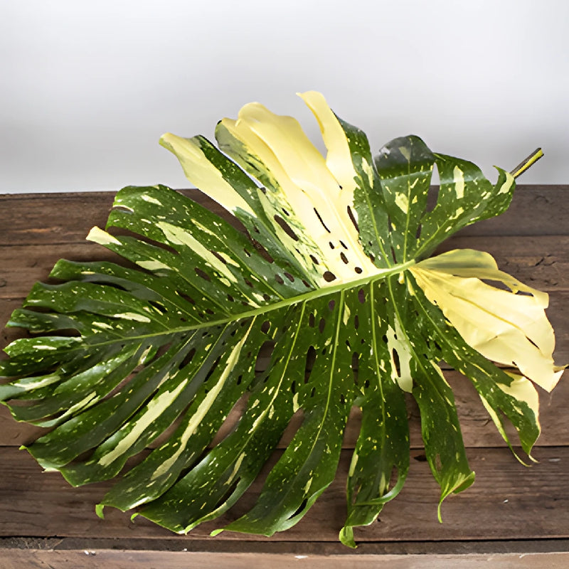 bulk monstera leaves Buy Wholesale Medium Monstera Leaves Tropical Greenery in Bulk