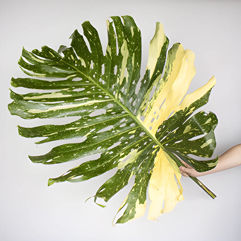 Large Monstera Leaves Tropical Greenery