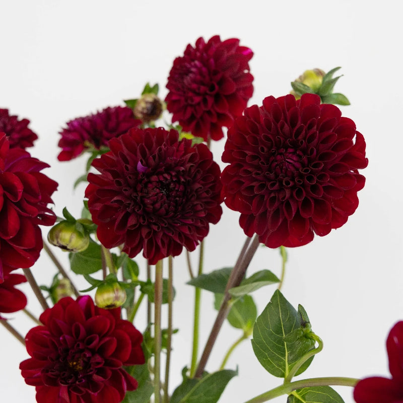 Velvet Wine Dahlia Flower Close Up - Image