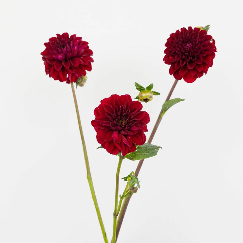 Velvet Wine Dahlia Flower Stem - Image