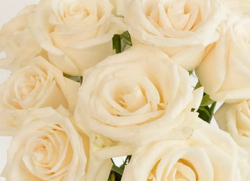 Vendela Ivory Rose Close Up - Image