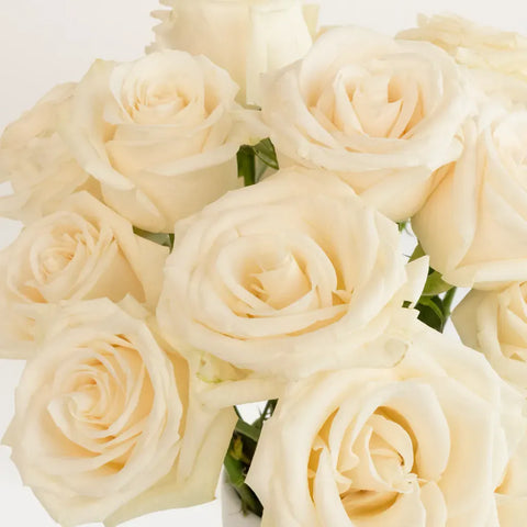 Vendela Ivory Rose Close Up - Image