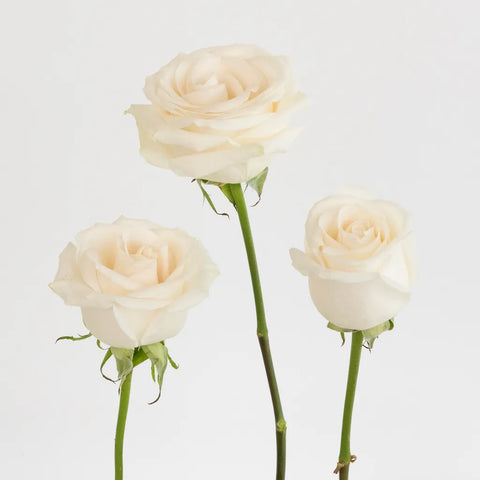 Vendela Ivory Roses Express Delivery Stem - Image