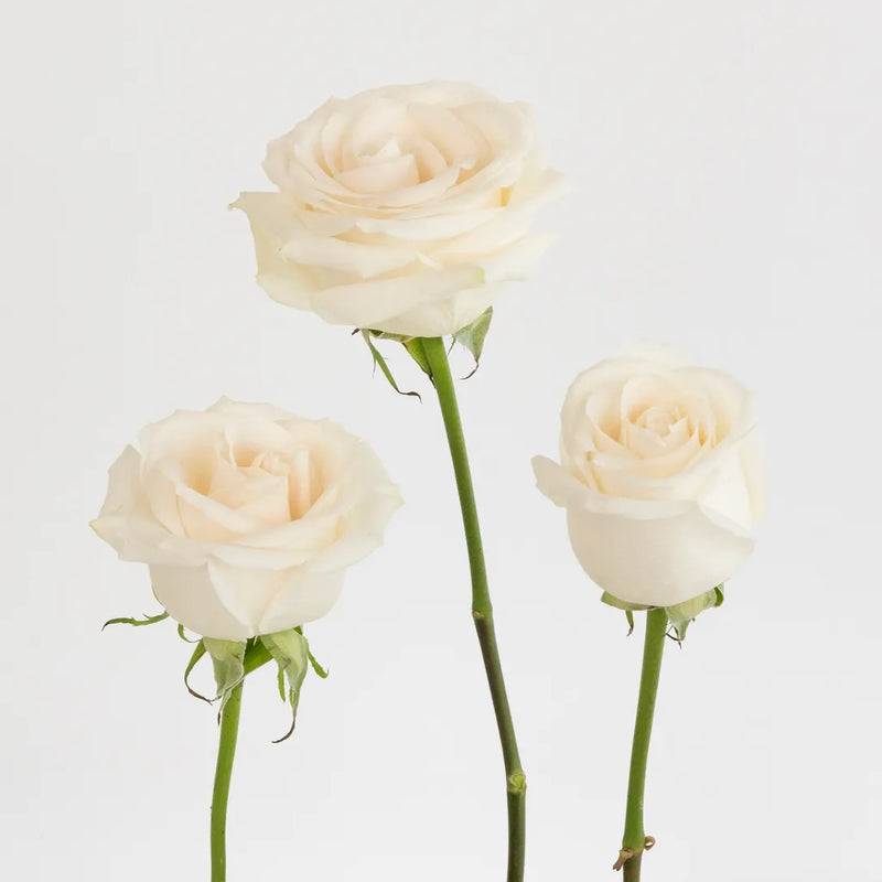 Vendela Ivory Roses Express Delivery Stem - Image