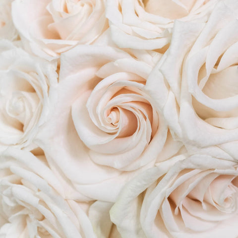 Choose Your Color Roses