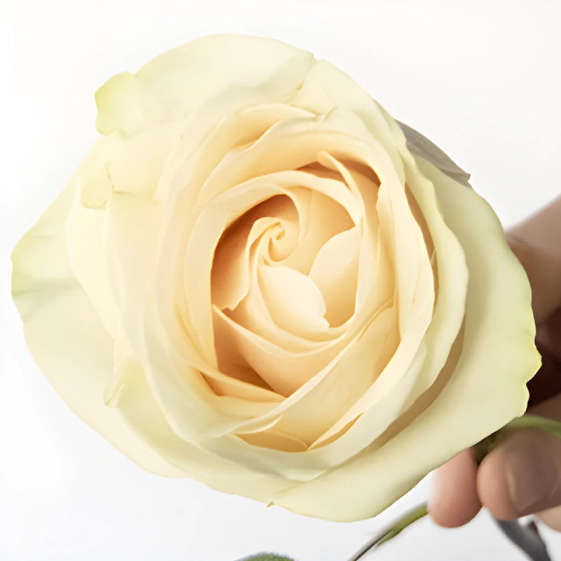 Ivory White Vendela Rose Bouquet