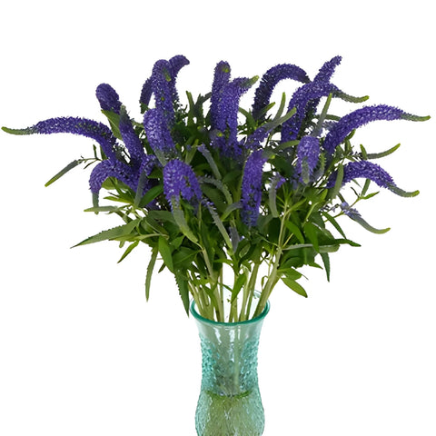 Purplish Blue Veronica Flowers