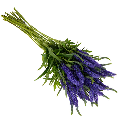 Purplish Blue Veronica Flowers