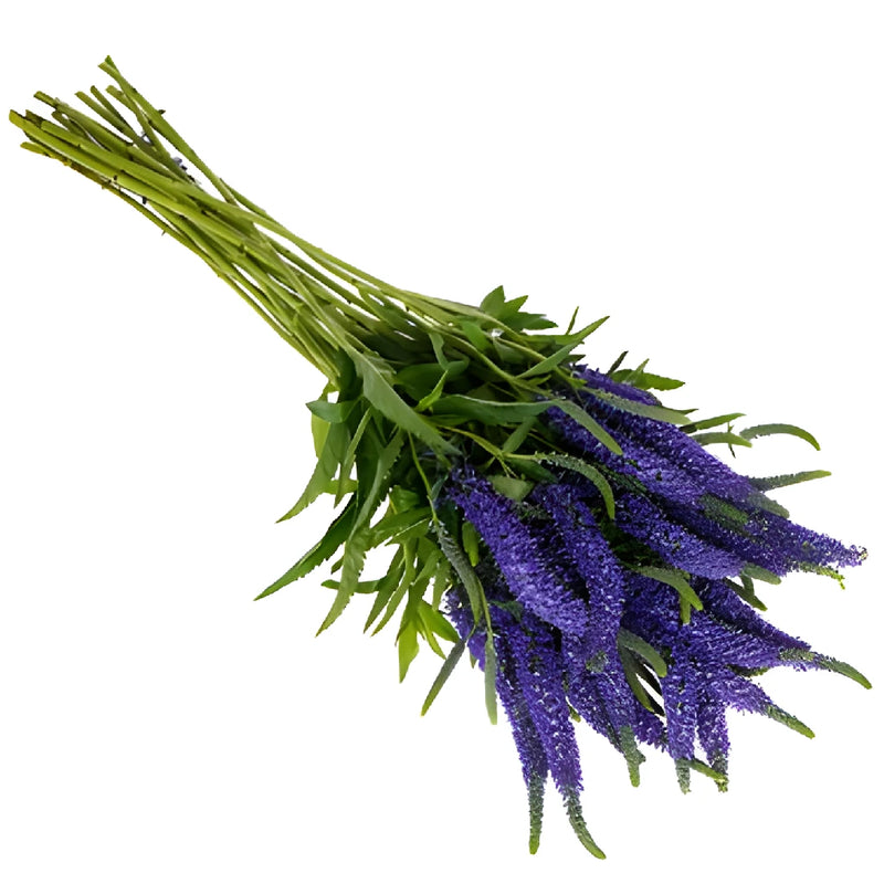 Purplish Blue Veronica Flowers