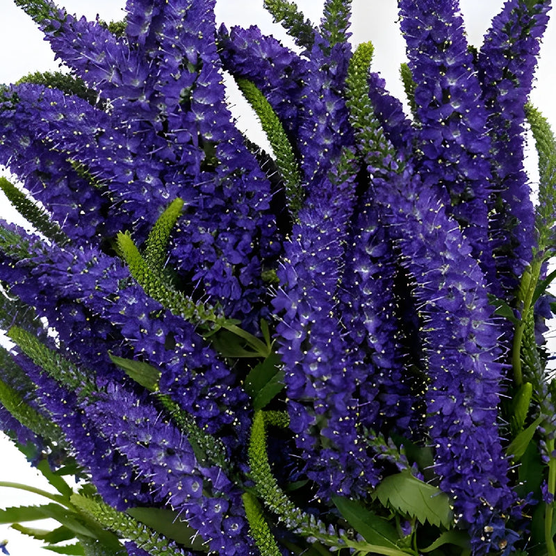 Purplish Blue Veronica Flowers