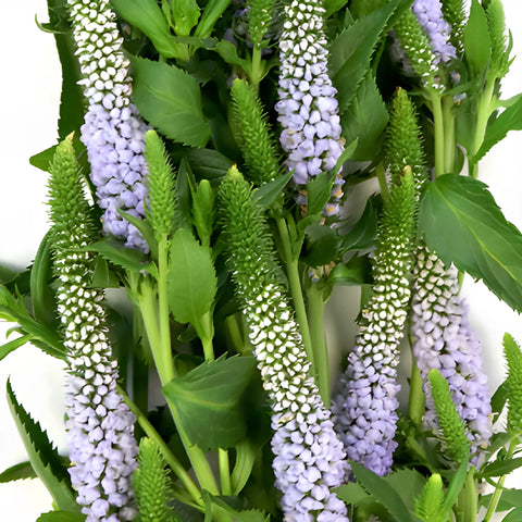 Periwinkle Lavender Veronica Flower