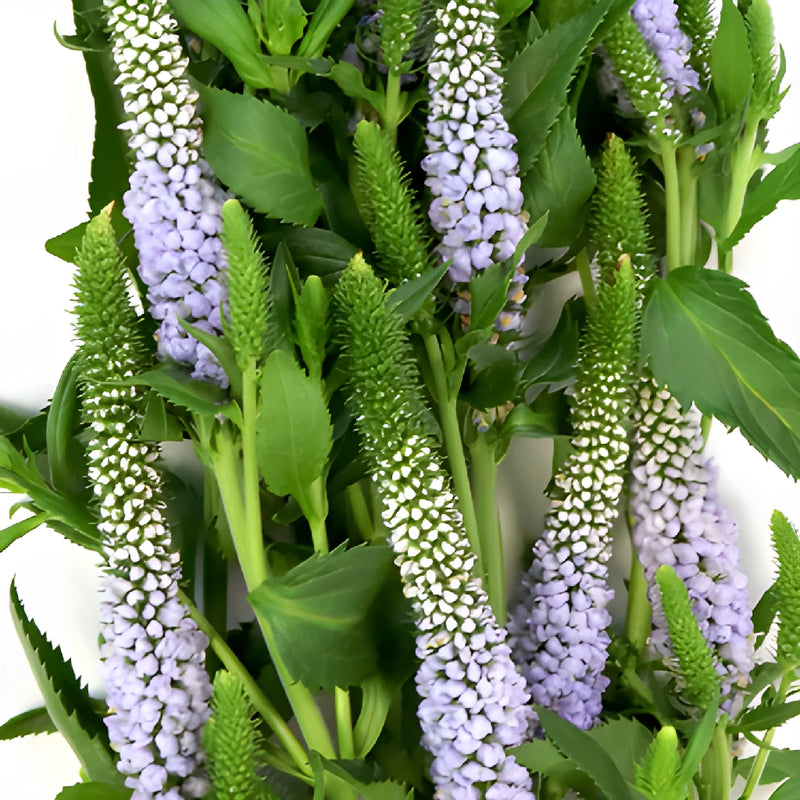 Periwinkle Lavender Veronica Flower