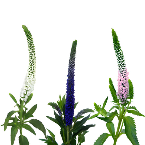 Mixed Colors Veronica Flowers