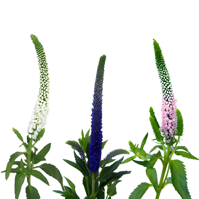Mixed Colors Veronica Flowers