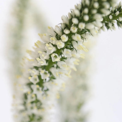 Veronica White Flower Close Up - Image