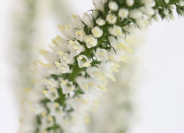 Veronica White Flower Close Up - Image