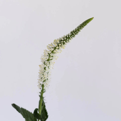 Veronica White Flower Stem - Image