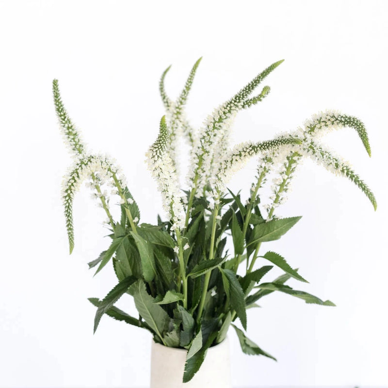 Veronica White Flower Vase - Image