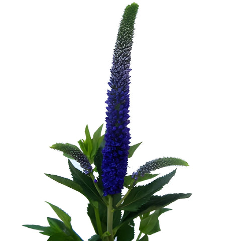 Purplish Blue Veronica Flowers
