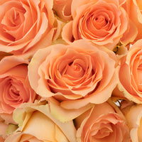 Versilia Peach Rose