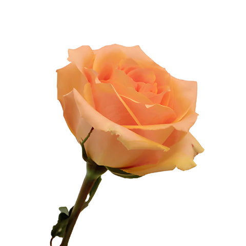 Versilia Peach Rose