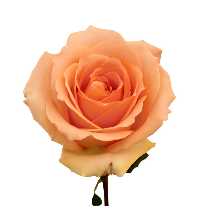 Versilia Peach Rose