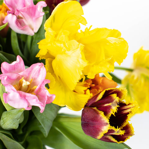 Vibrant Assorted Colors Tulip Bouquet Stem - Image