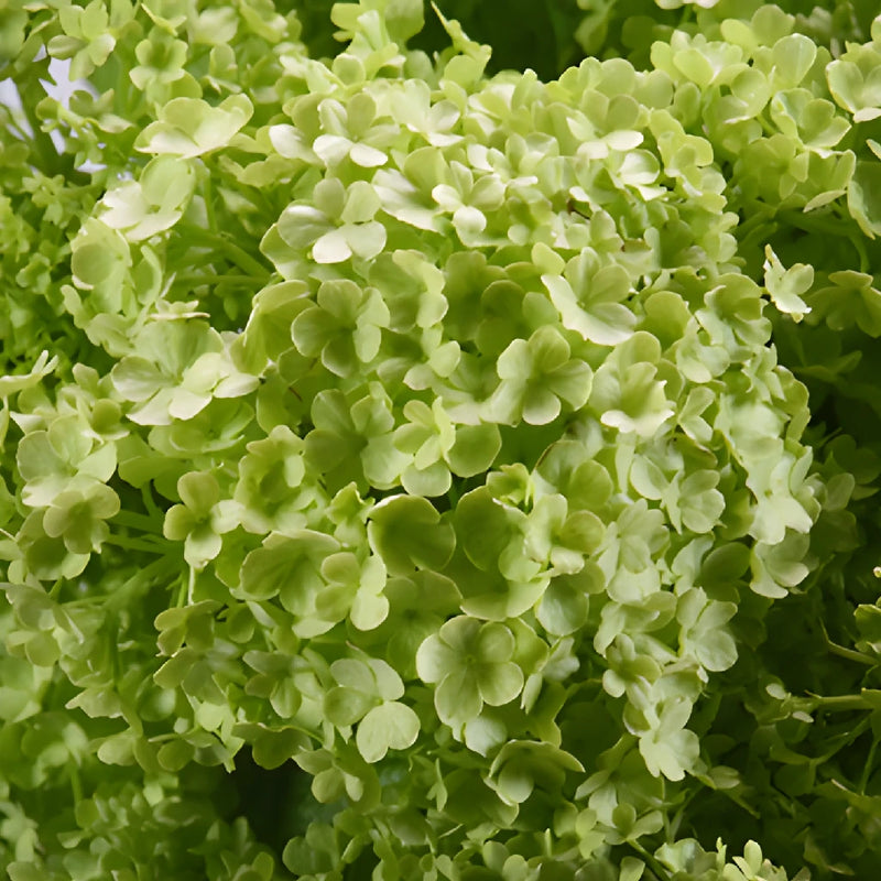 Fresh cut greenery green viburnum flower fillers sold near me