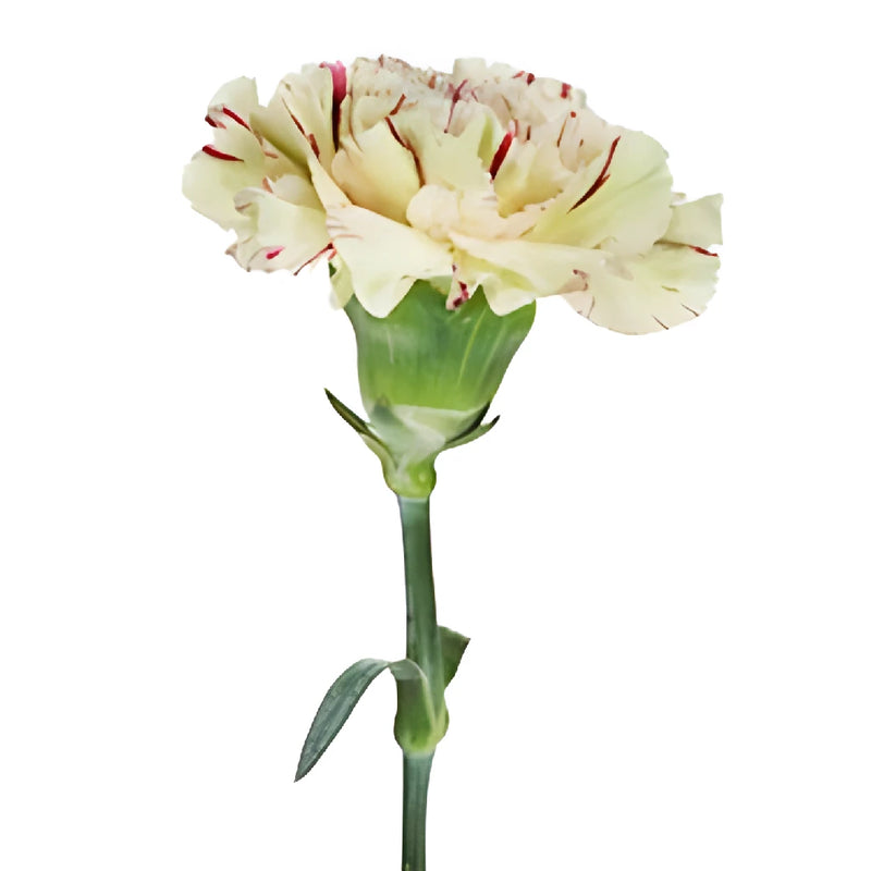 Vintage Candy Cane Carnation Stem