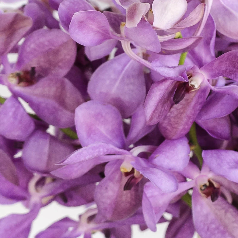 Vintage Mokara Orchid Flower Close Up - Image