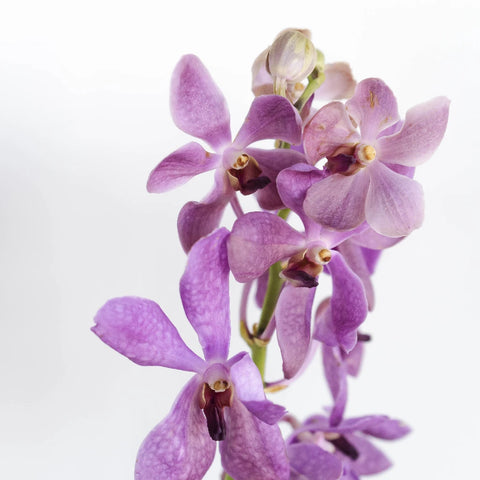 Vintage Mokara Orchid Flower Stem - Image
