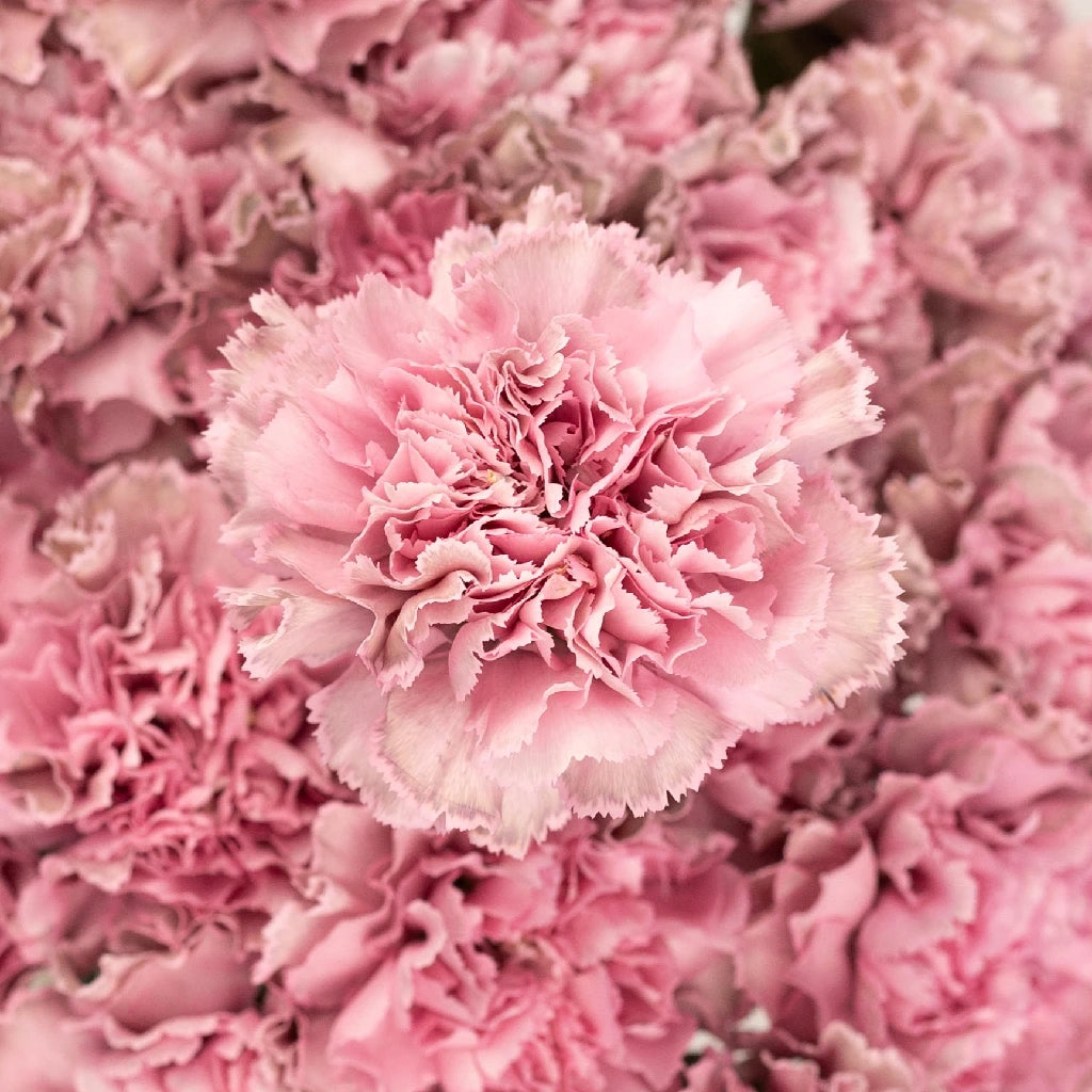 Buy Wholesale Vintage Pink Wedding Carnation Flowers in Bulk - Fift...