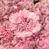 Vintage Pink Wedding Carnation Flowers