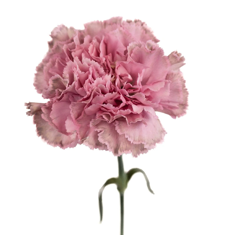 Vintage Pink Wedding Flower Carnation Stem - Image