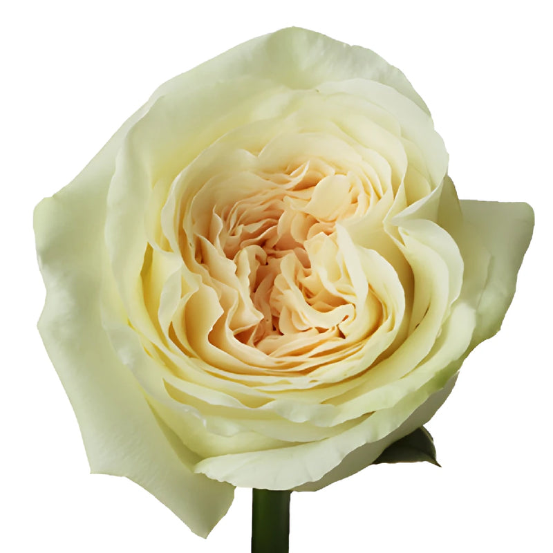 Vintage Promenade Garden Rose Stem