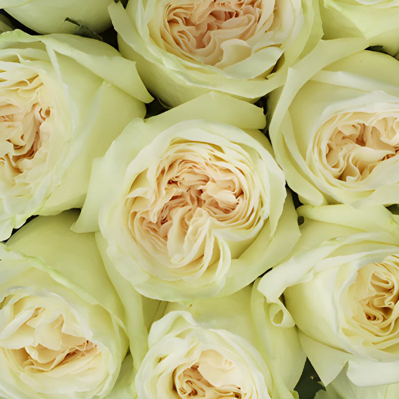 Vintage Promenade Garden Roses up close