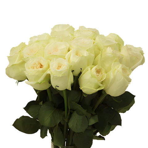 Vintage Promenade Garden Wholesale Roses In a vase