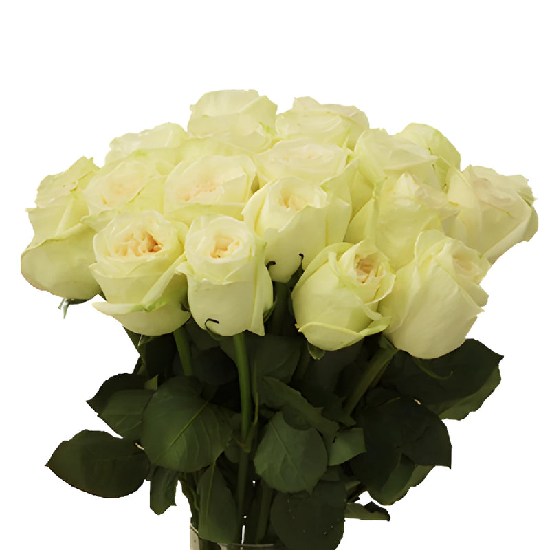 Vintage Promenade Garden Wholesale Roses In a vase