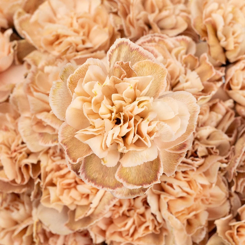 Vintage Vibes Beige Bulk Carnations Close Up - Image
