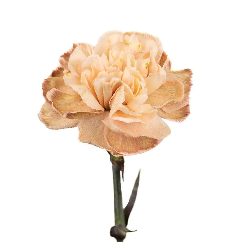 Vintage Vibes Beige Bulk Carnations Stem - Image