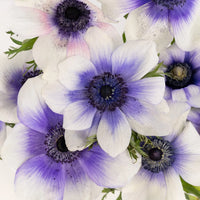 Viola Anemones Wholesale Flowers Close Up - Image