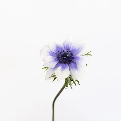 Viola Anemones Wholesale Flowers Stem - Image