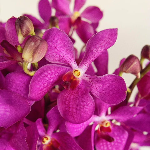 Violet Purple Speckled Mokara Orchid Close Up - Image
