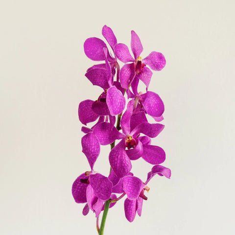 Violet Purple Speckled Mokara Orchid Stem - Image