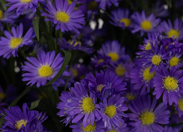 Violet Purple Spray Aster Close Up - Image